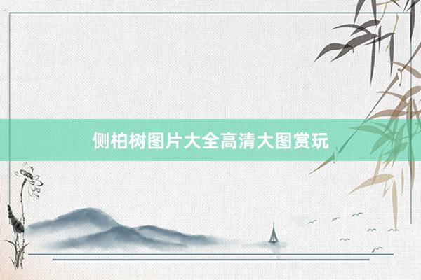 侧柏树图片大全高清大图赏玩